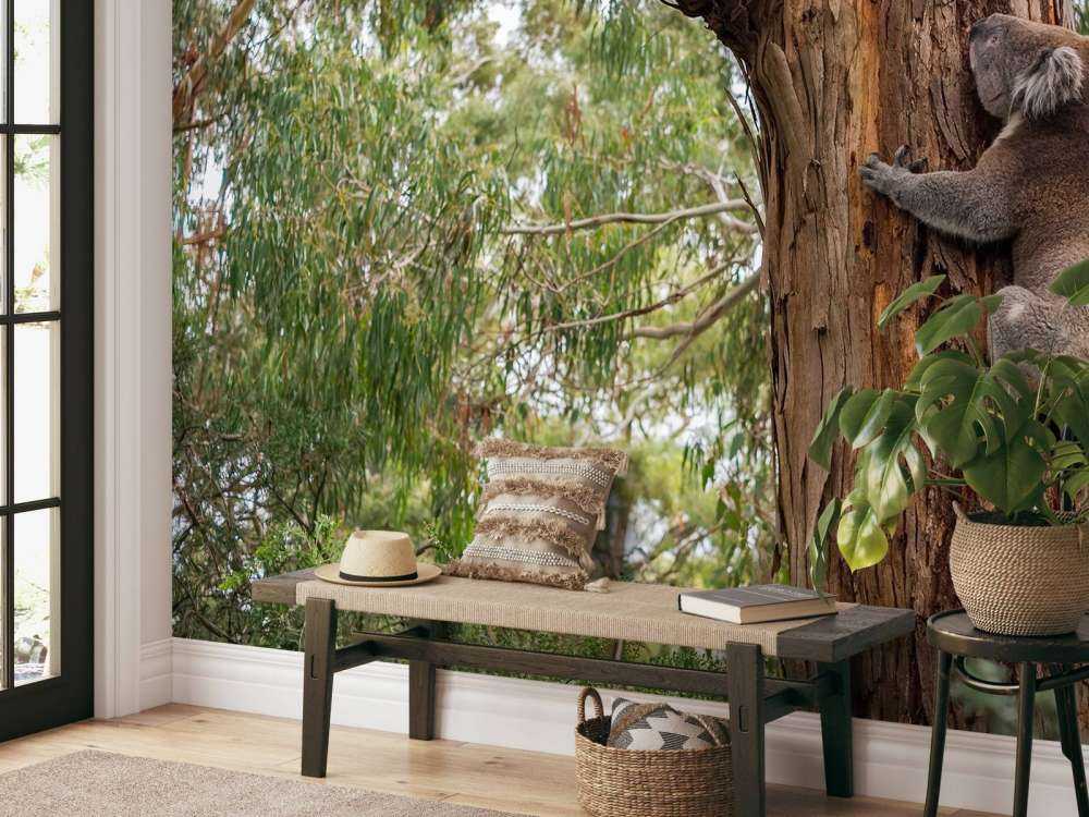 Koala klimt in een boom
