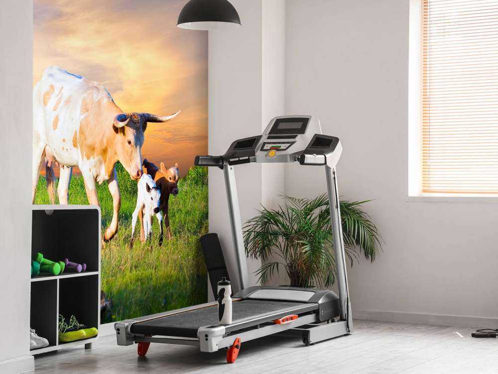 Koe en Kalf zonsondergang