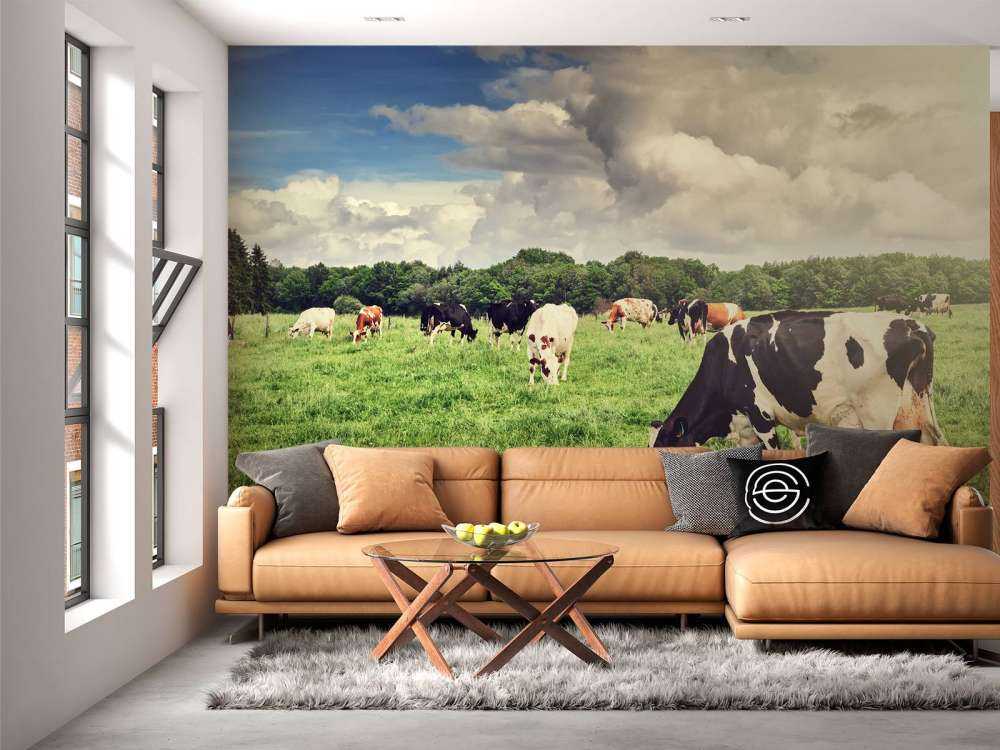 Koeien grazen in weide