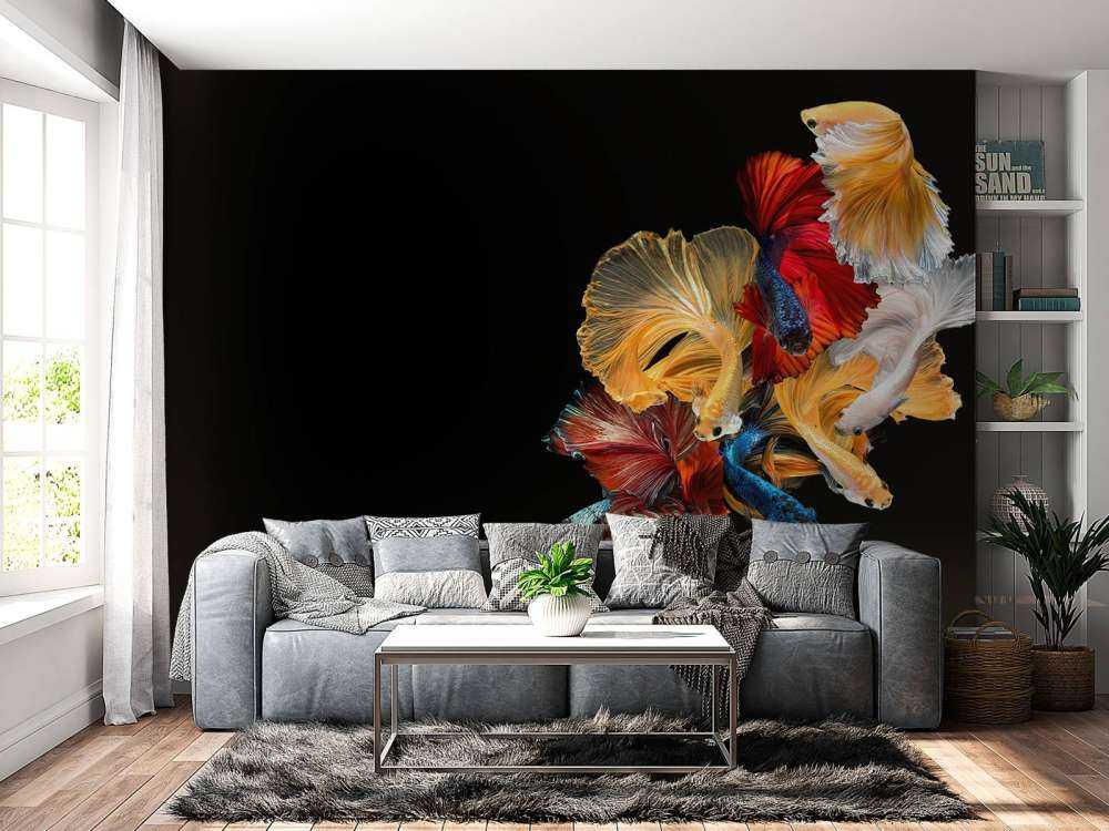 Betta vissen met een zwarte achtergrond