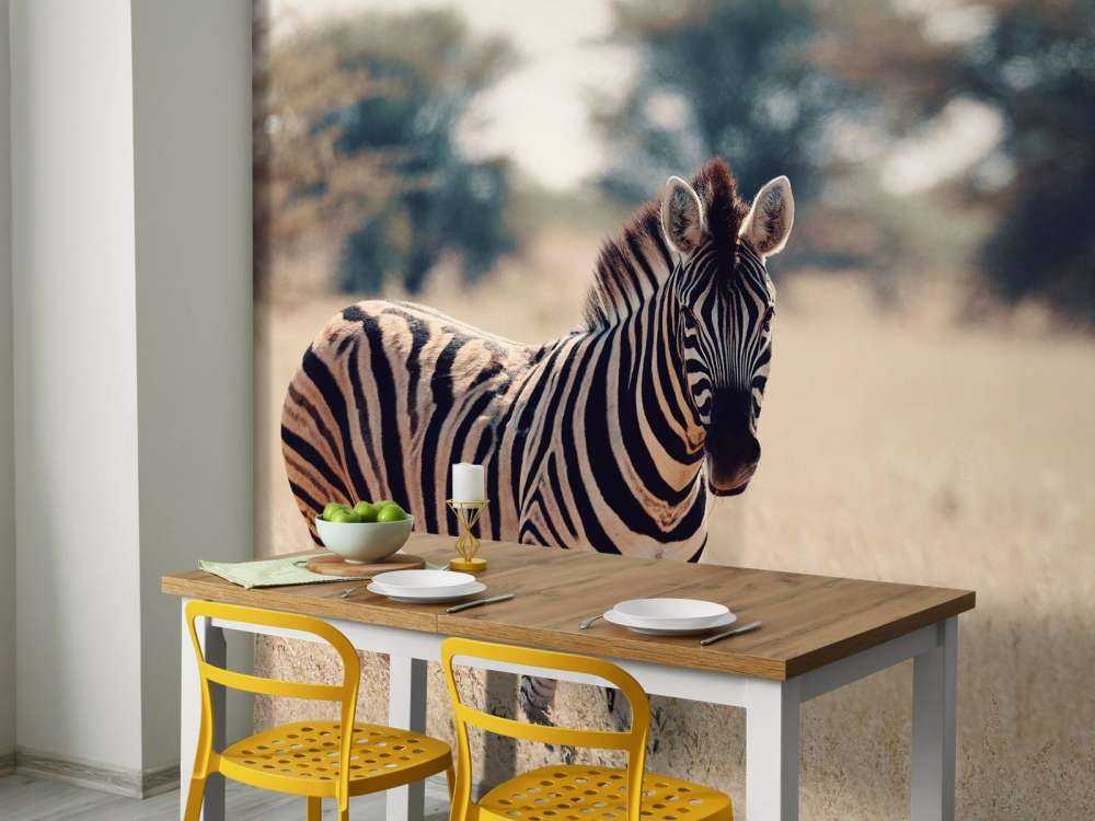 Zebra in het wild