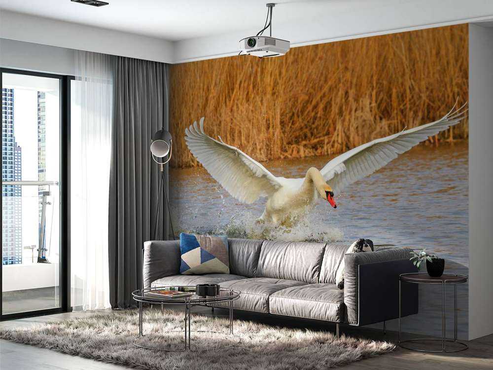 Witte zwaan vliegt weg