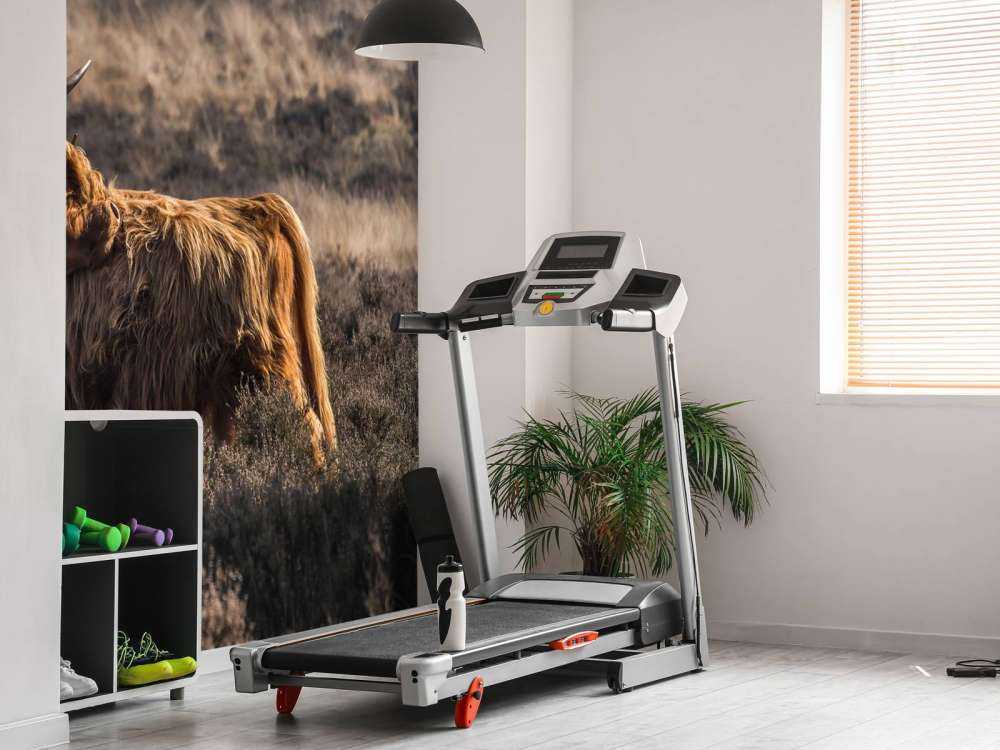 Schotse hooglander in het wild