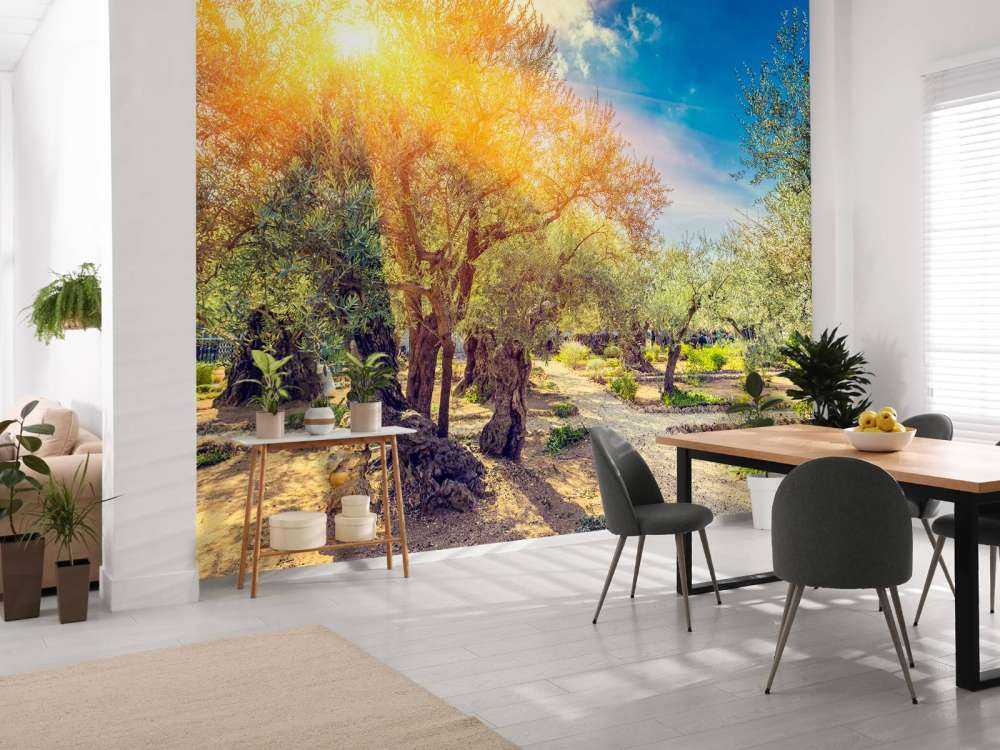 De Gethsemane olijven boomgaard bij zonsopkomst