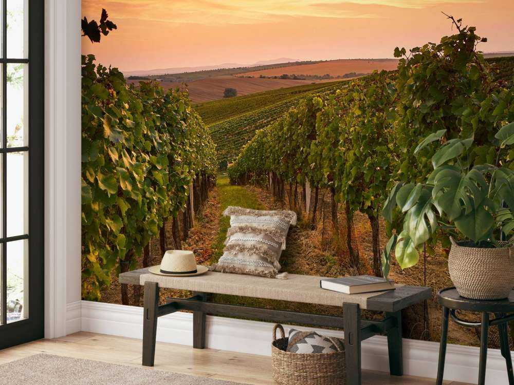 Wijngaard bij zonsondergang