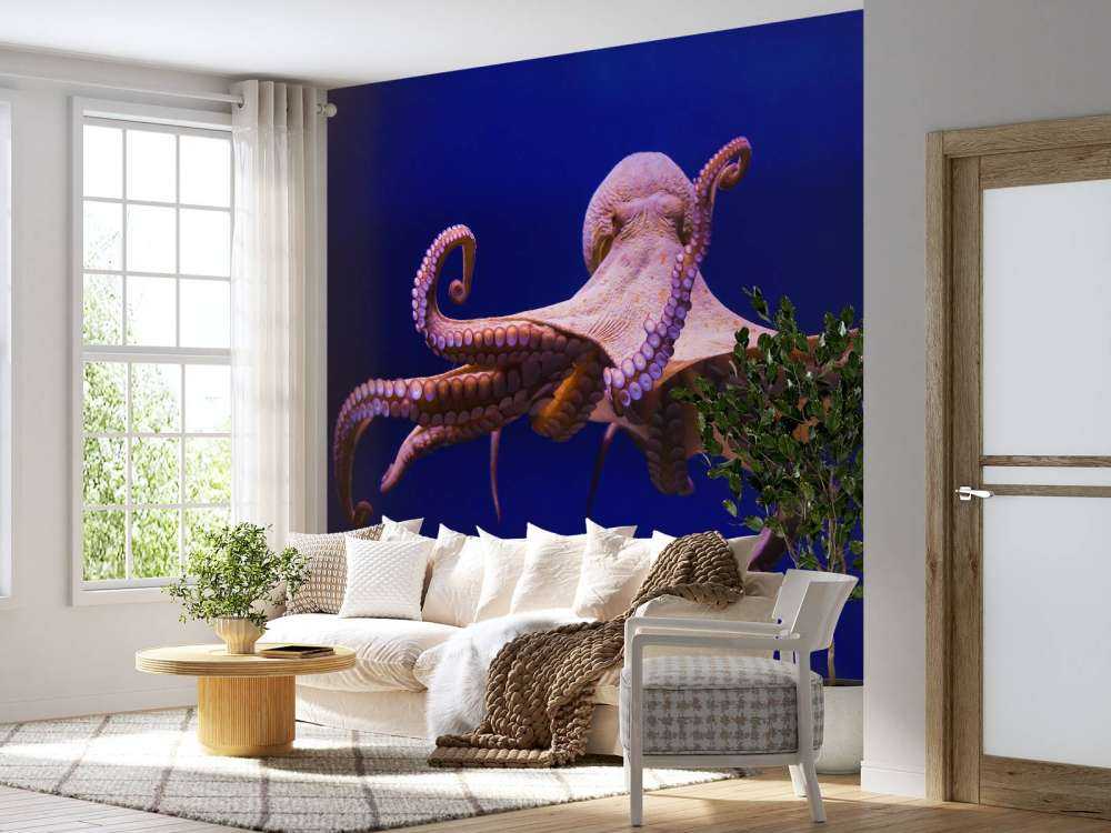 Octopus