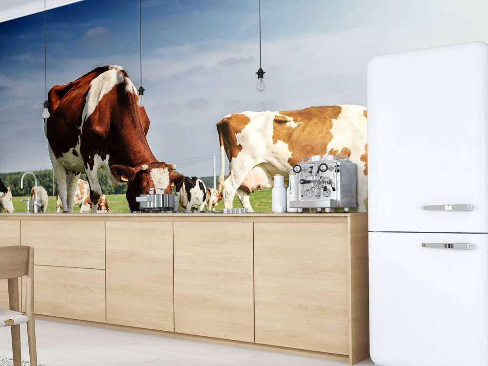 Bruin Witte Koeien aan het grazen in de weide