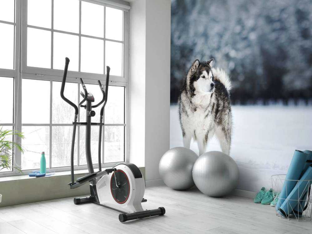 Alaska-malamute in de sneeuw