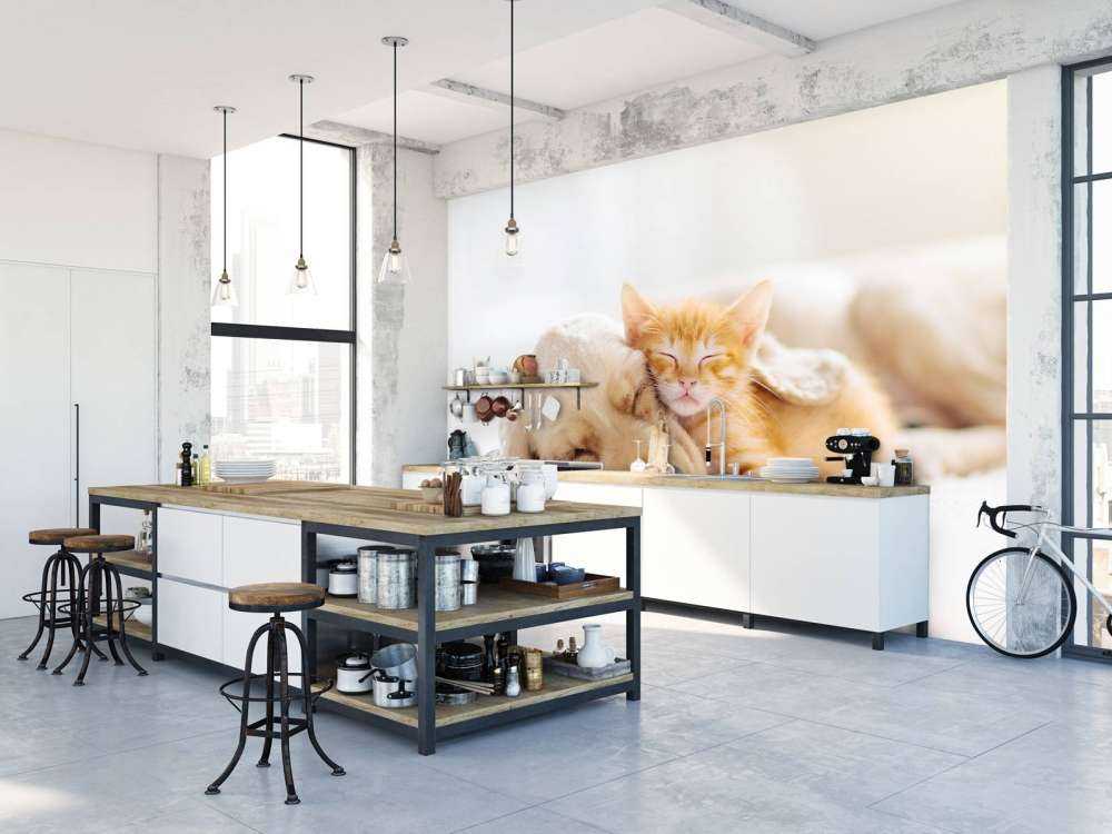 Hond en kat slapen knuffelend