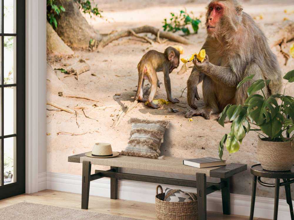 Moeder aap geeft haar kindje te eten