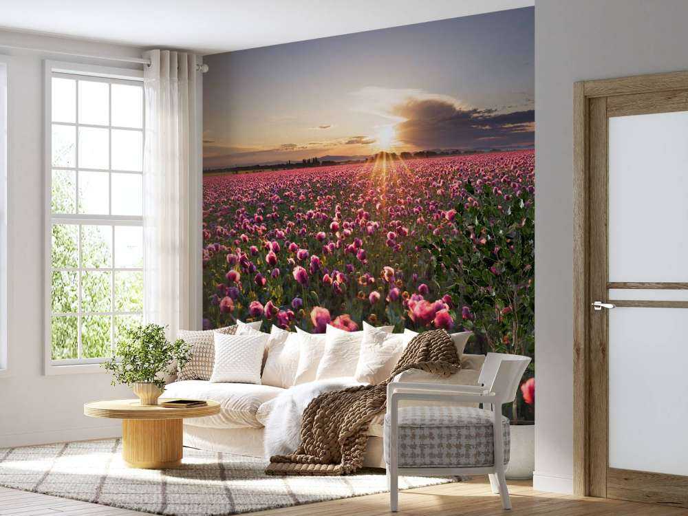 Roze klaprozenveld bij zonsondergang