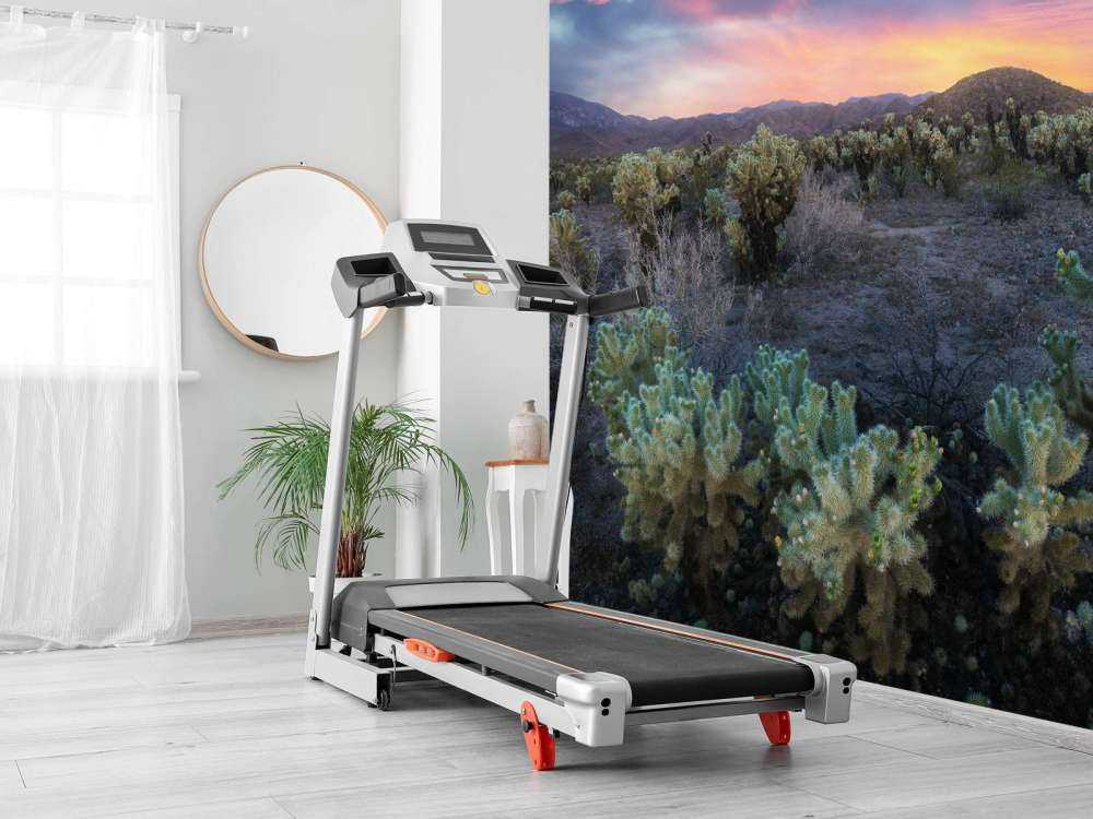 Cactusveld bij zonsondergang