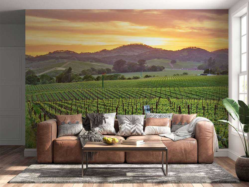 Wijngaard in Californië