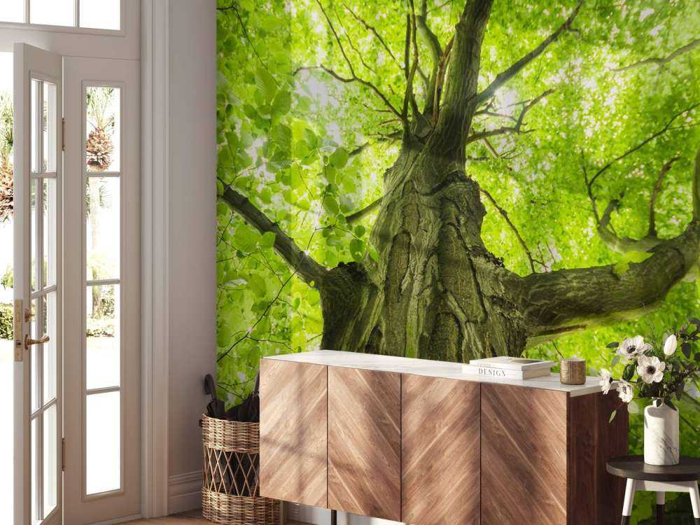 Oude Groene Boom tijdens Zonnige Dag