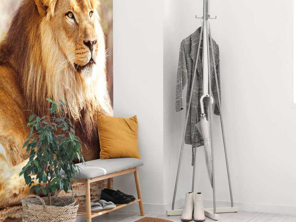 Prachtige Afrikaanse leeuw in de zon