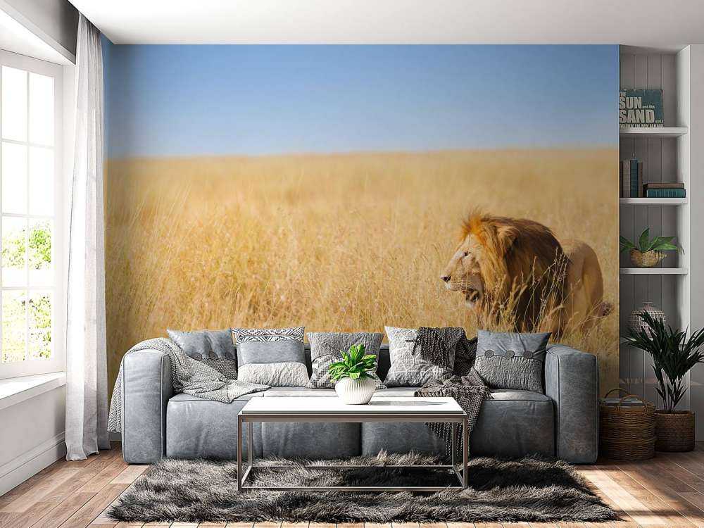 Afrikaanse leeuw op zoek naar een prooi