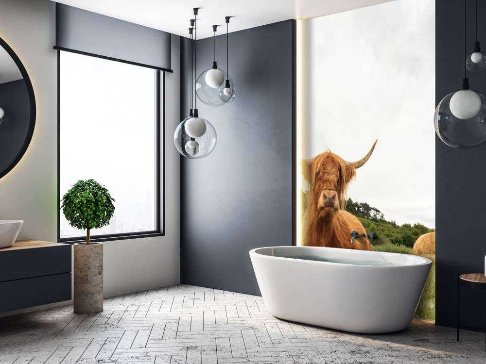 Schotse Hooglanders op het gras