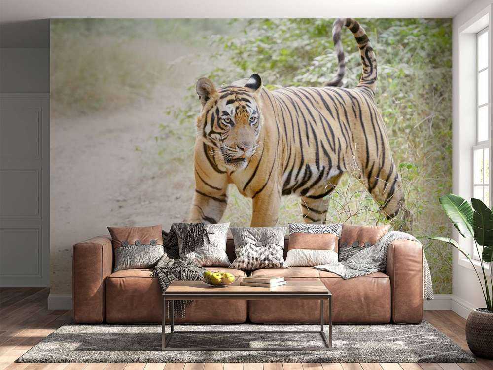 Bengaalse Tijger lopend in woud