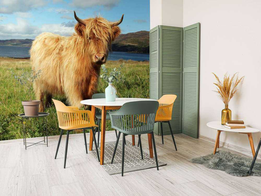 Schotse Hooglander in de natuur