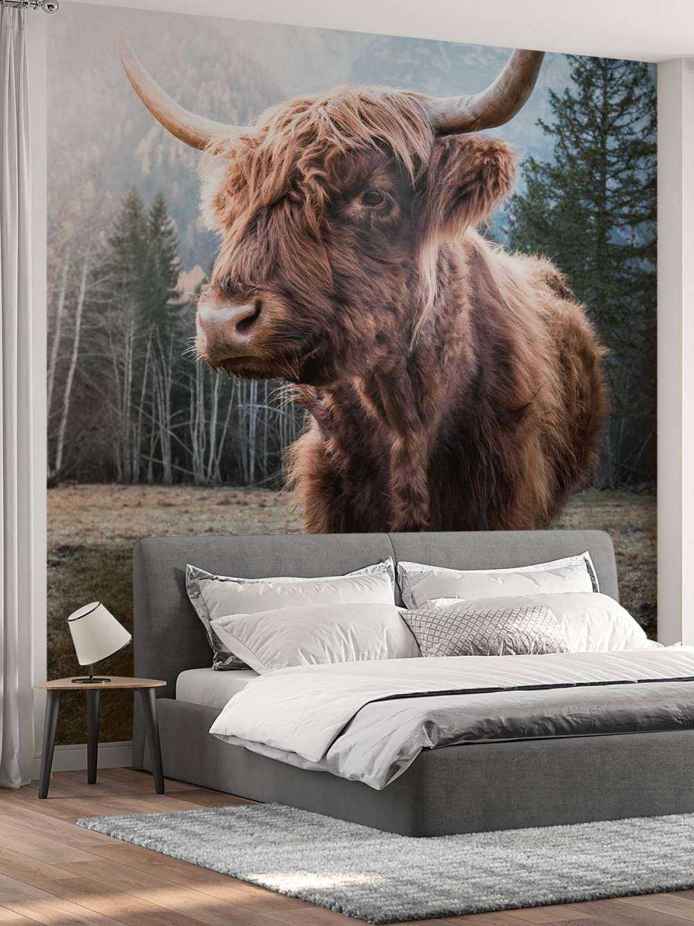 Schotse Hooglander in de ochtend