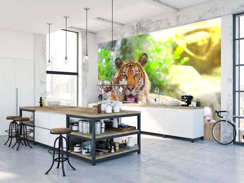 Siberische Tijger steekt tong uit