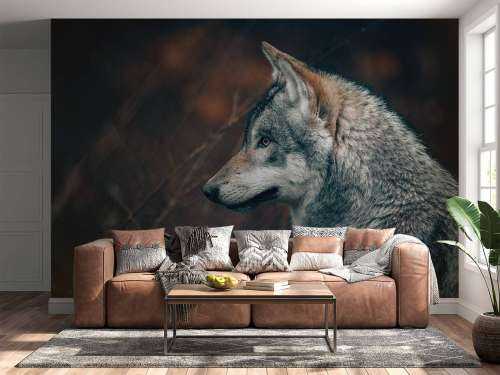 Wolf