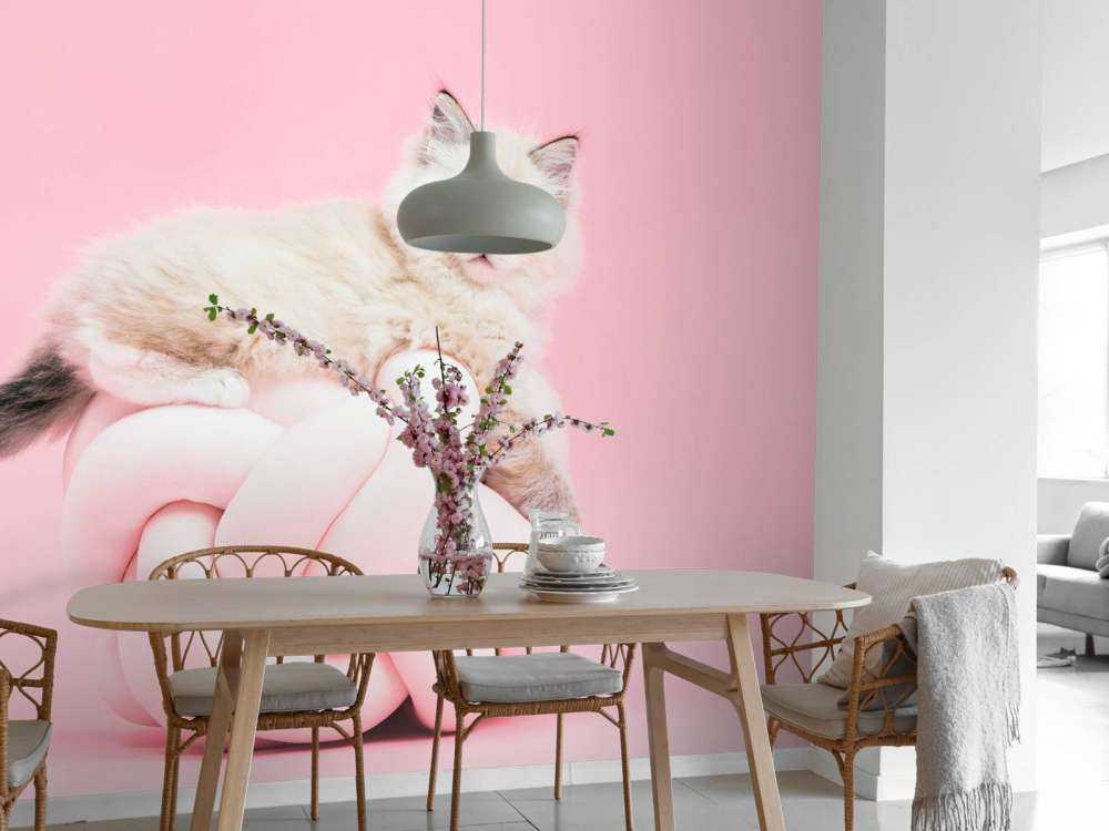 Witte poes op roze achtergrond