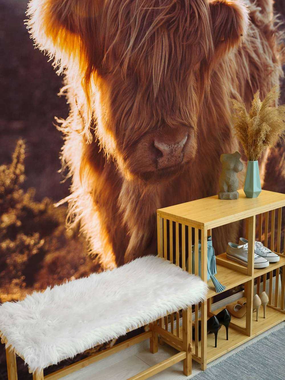 Schotse hooglander in de zon