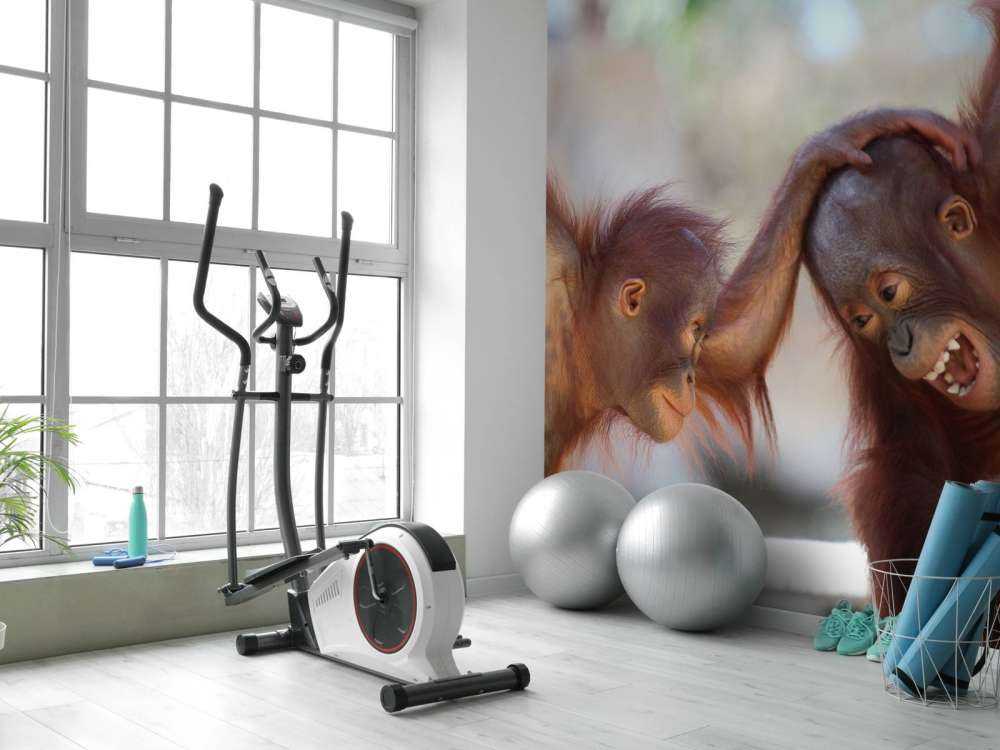Baby orang oetans