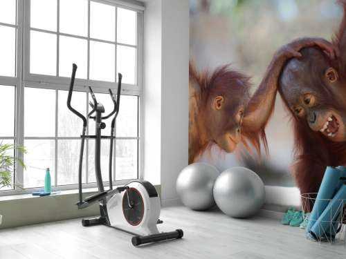 Baby orang oetans