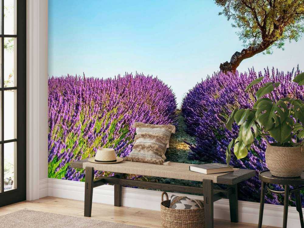 Lavendelpad onder blauwe hemel