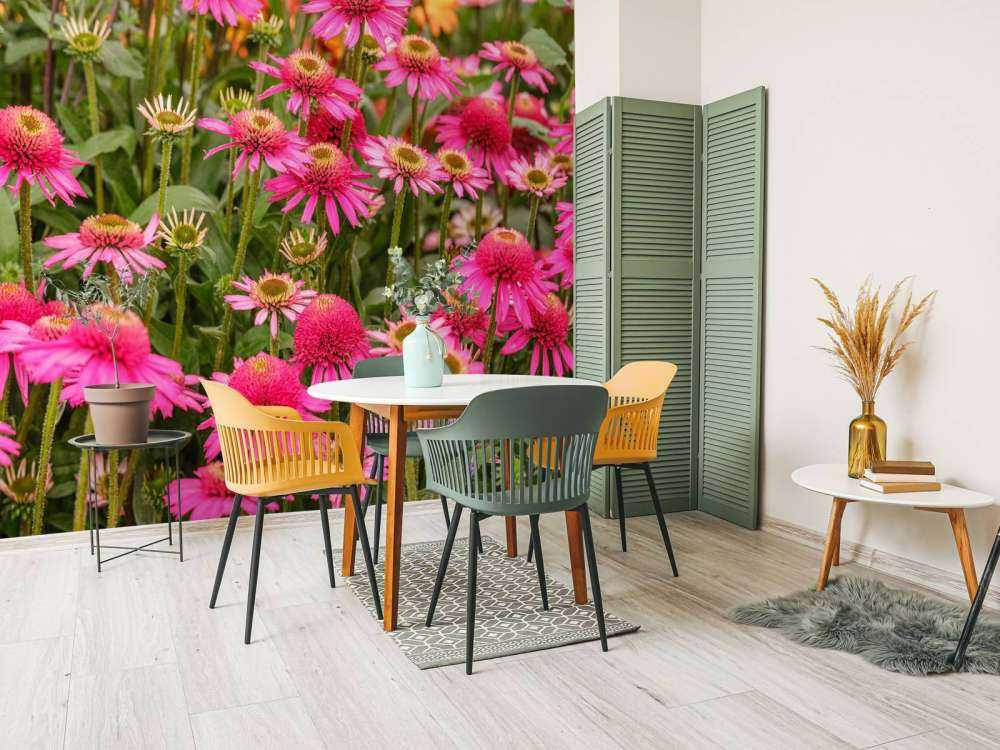 Coneflowers in garden