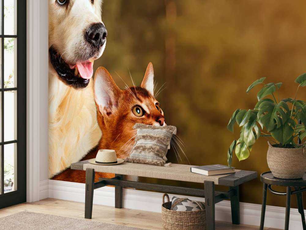 Hond en kat kijken naar boven