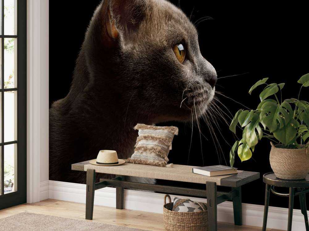 Schattig katje met een zwarte achtergrond