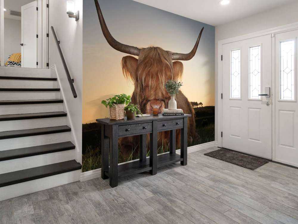 Schotse Hooglander in het gras bij zonsondergang