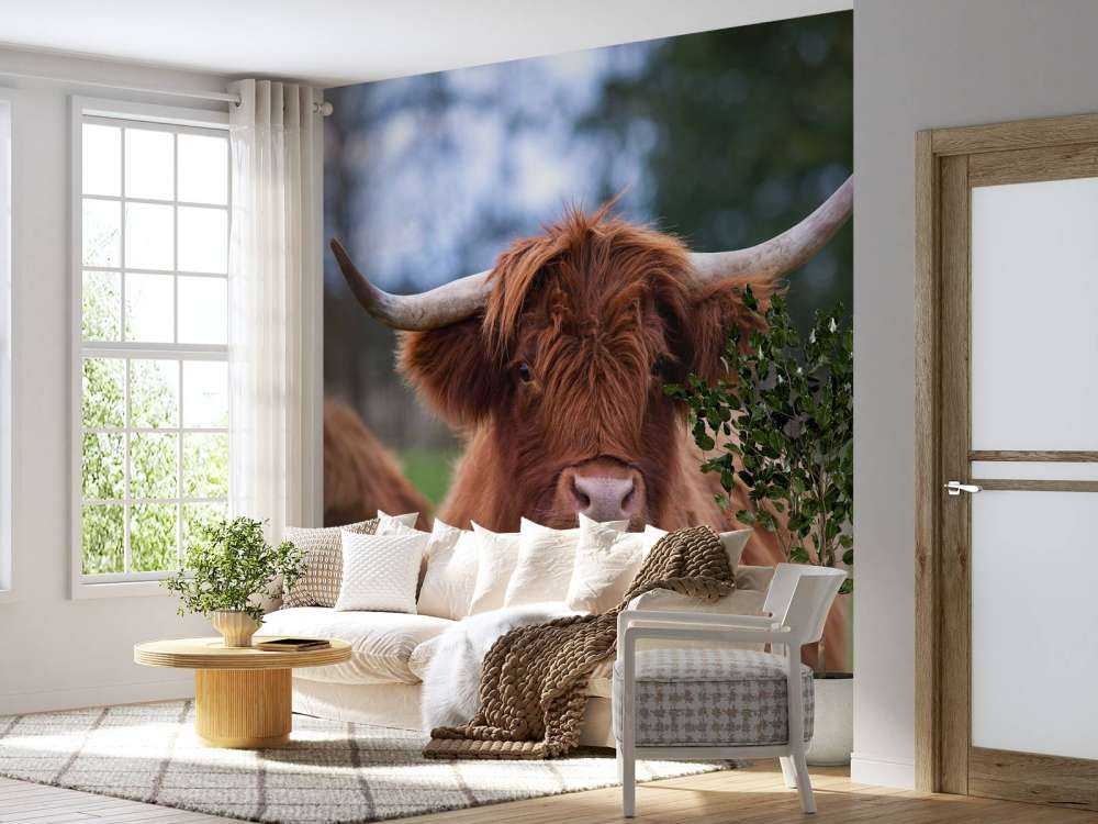 Bruine Hooglander van dichtbij