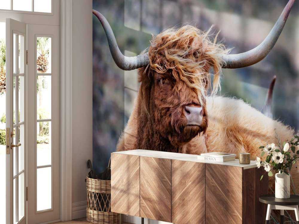Schotse Hooglander van dichtbij