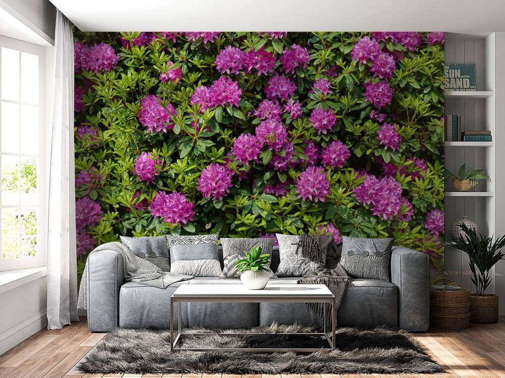 Rododendrons