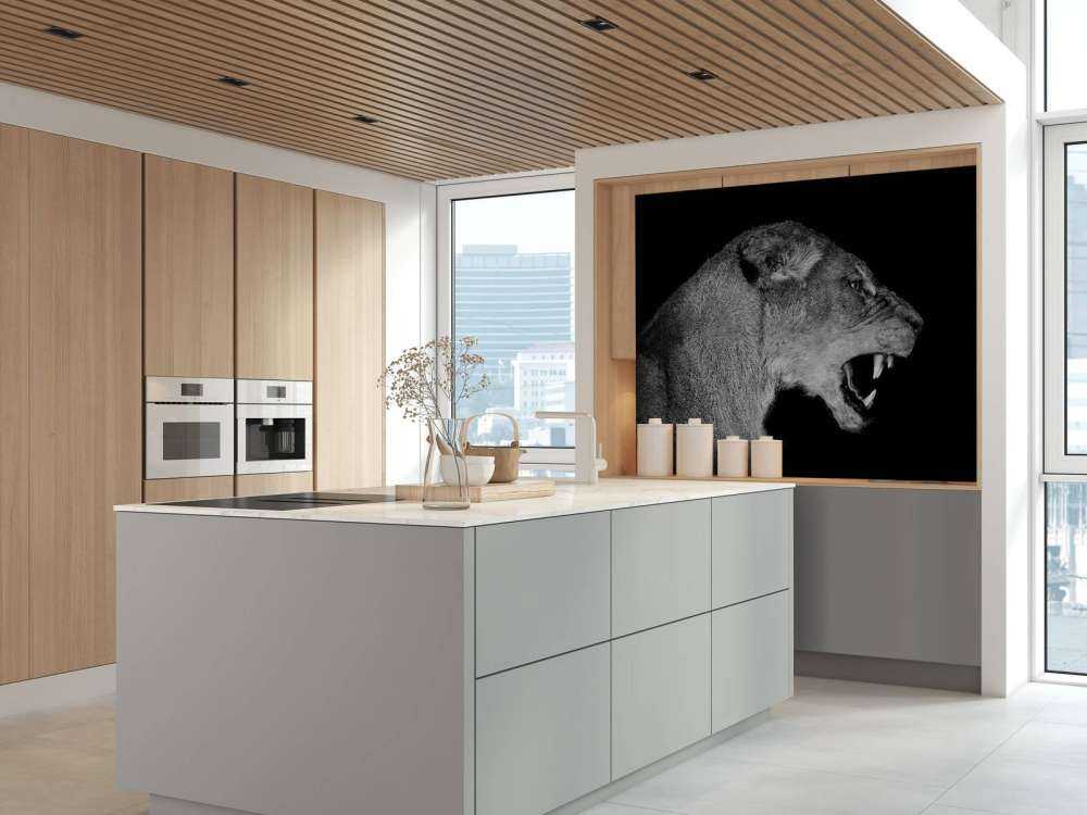 Lioness side view black