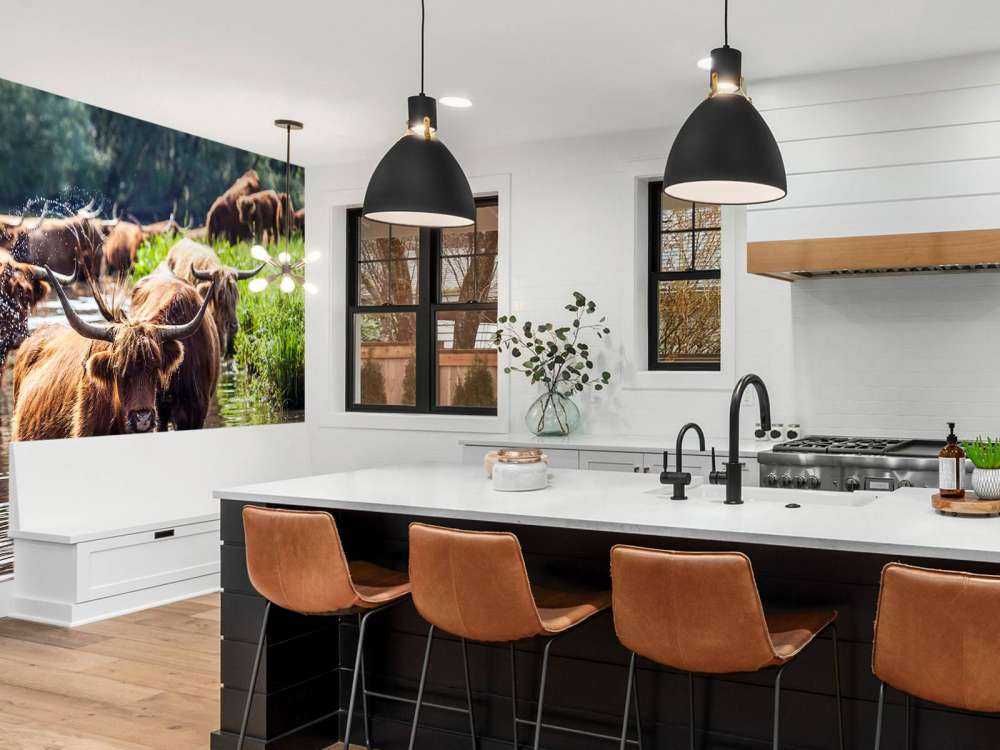 Schotse Hooglanders in het water