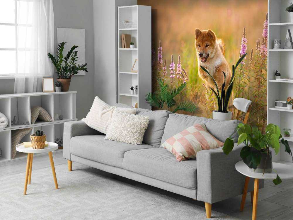 Shiba Inu in het veld