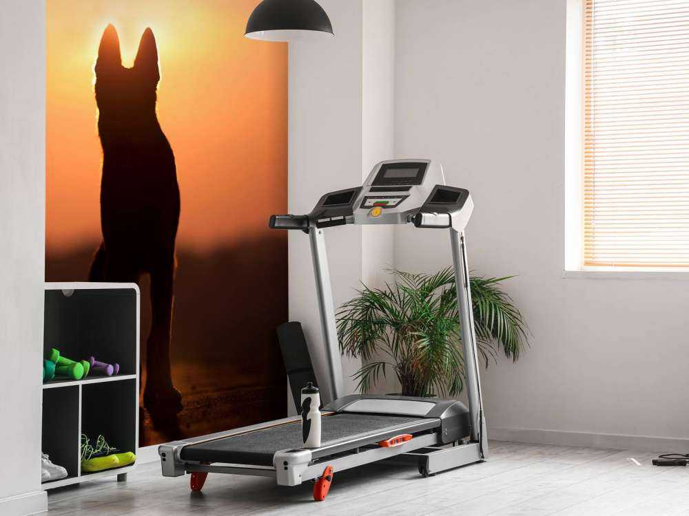 Hond bij zonsondergang