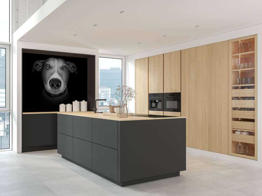 Jack Russel met een zwarte achtergrond