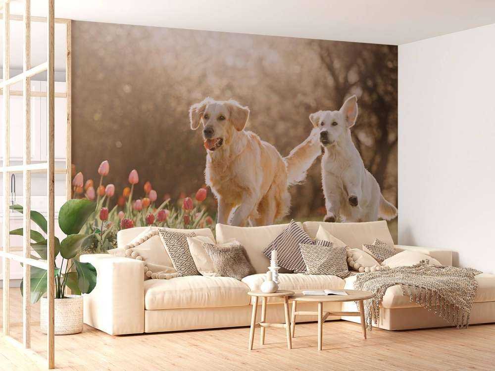 Honden in een parkje