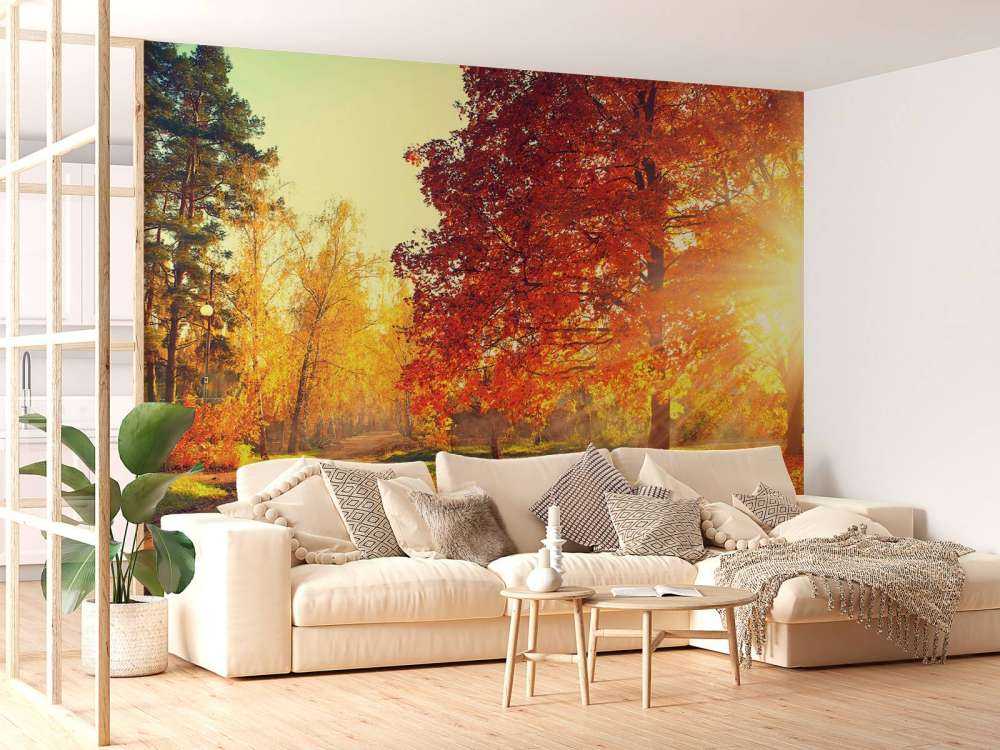 Herfst bomen in zonlicht
