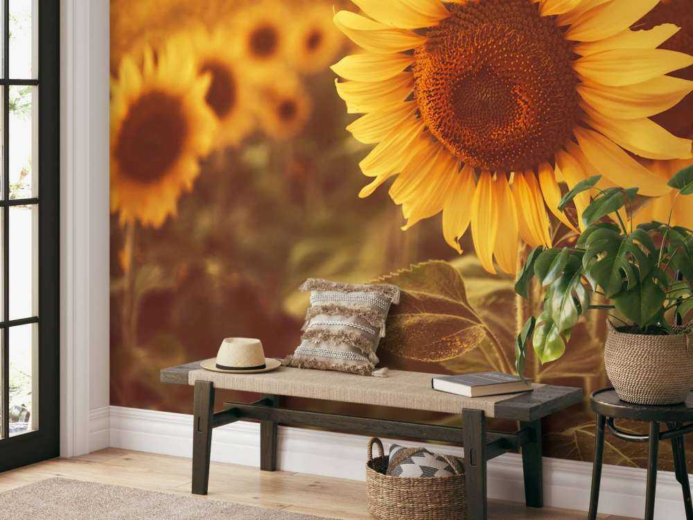 Zonnebloemen in zonlicht