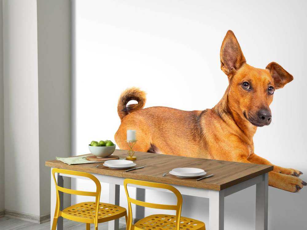 Schattige hond