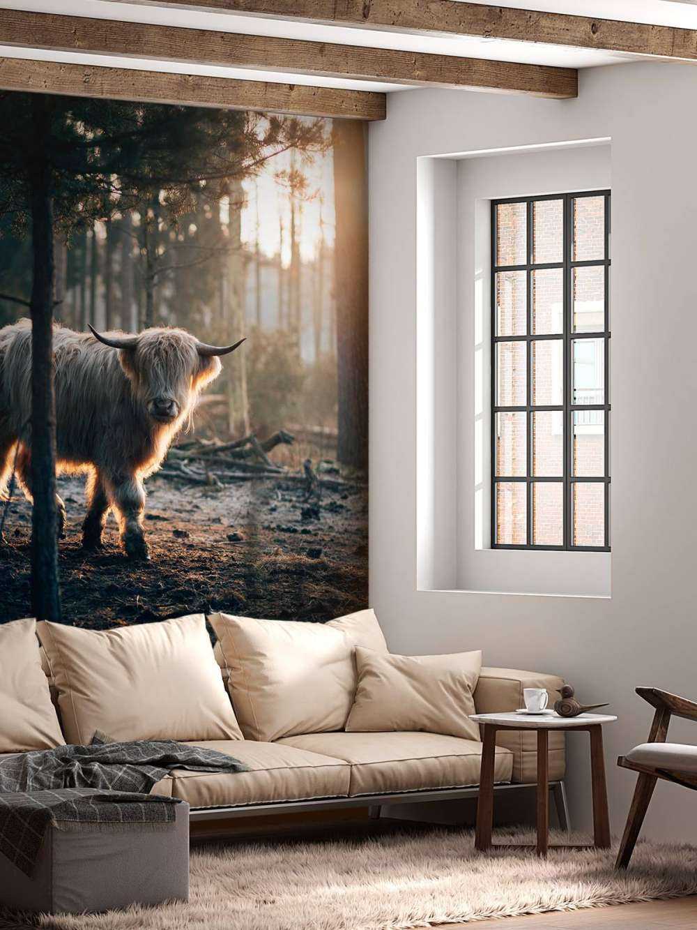 Witte Schotse hooglander