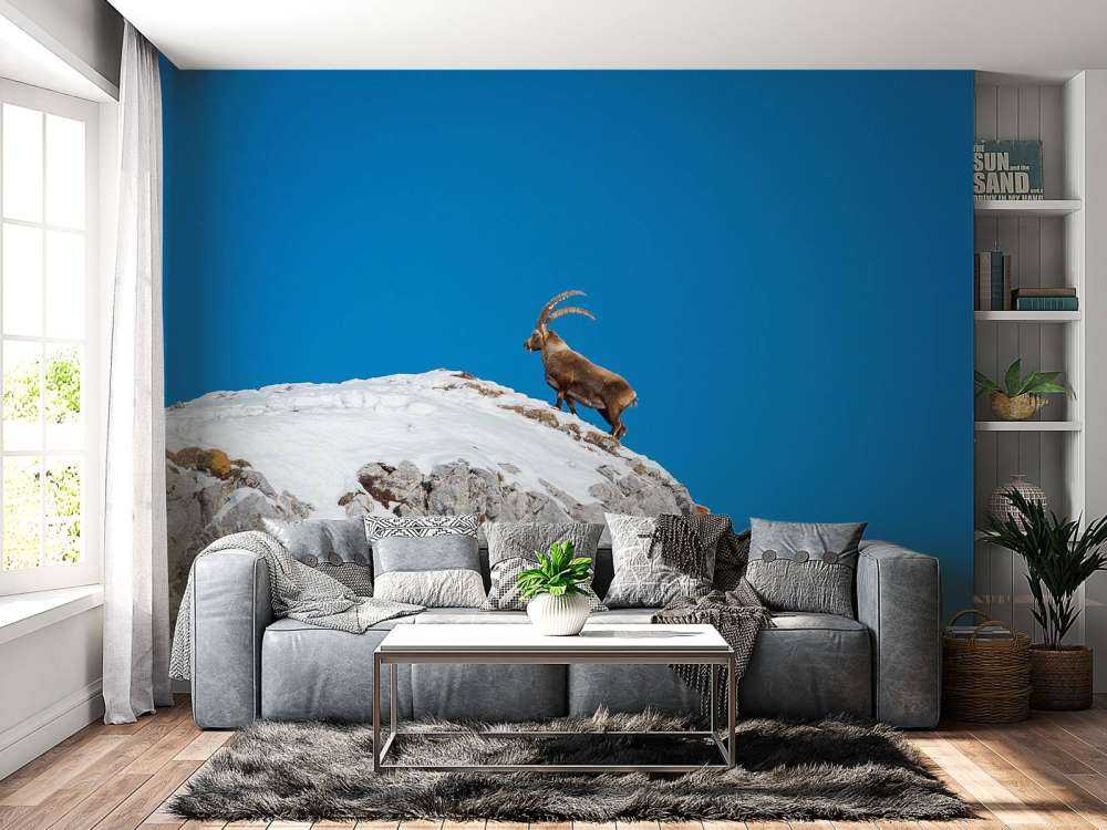 Steenbok op besneeuwde rotspiek