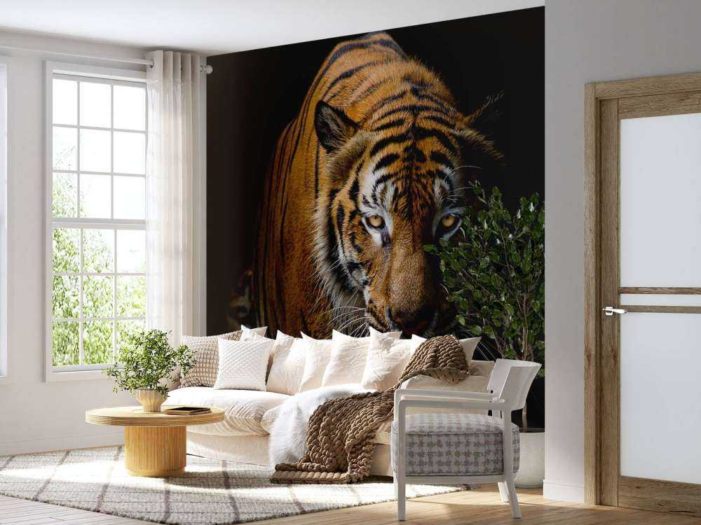 Tijger met een zwarte achtergrond